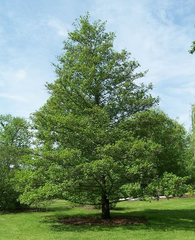 Como plantar Amieiro (Alnus glutinosa)_1