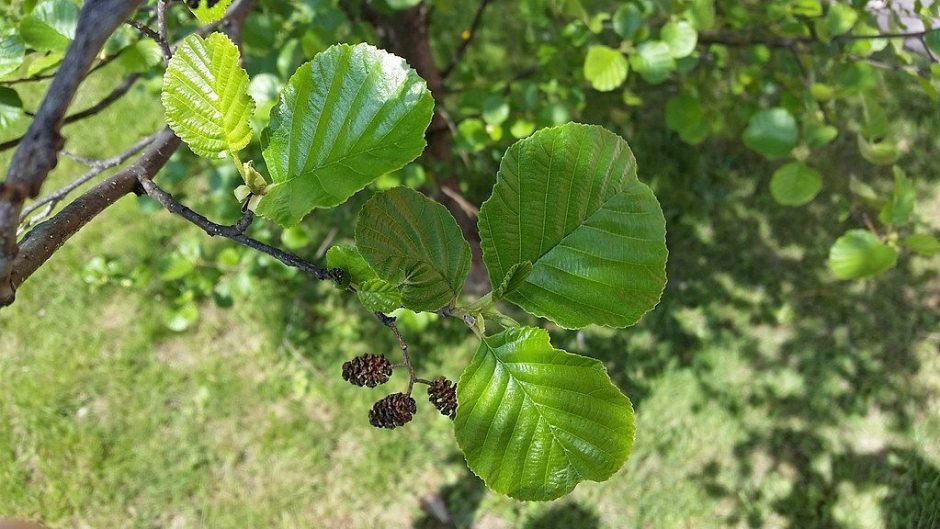 Onde plantar Amieiro (Alnus glutinosa)_2