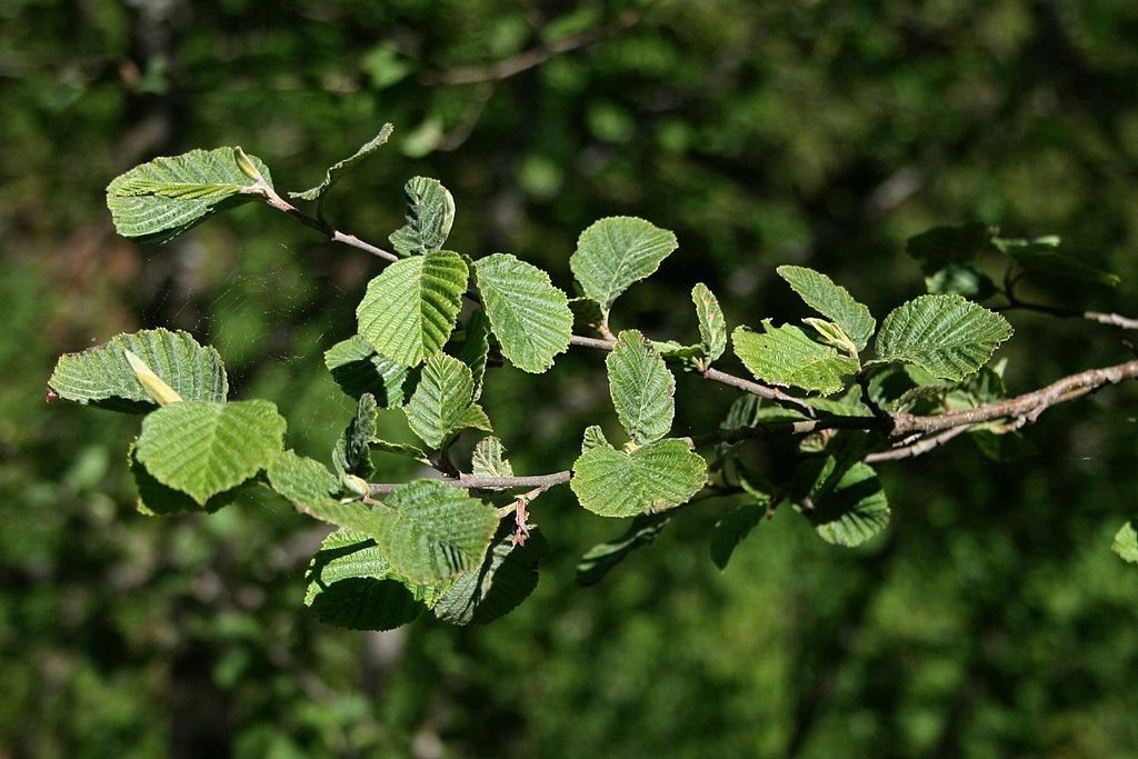 Amieiro cinzento (Alnus incana)