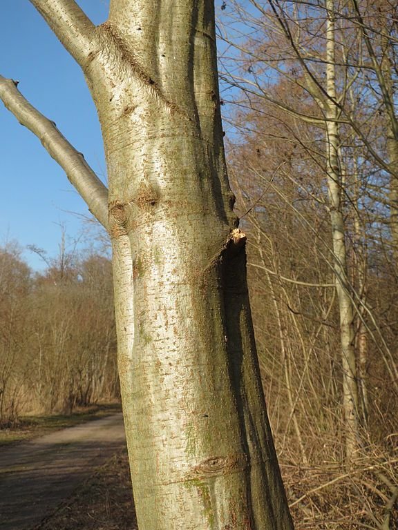 Como plantar Amieiro cinzento (Alnus incana)_1