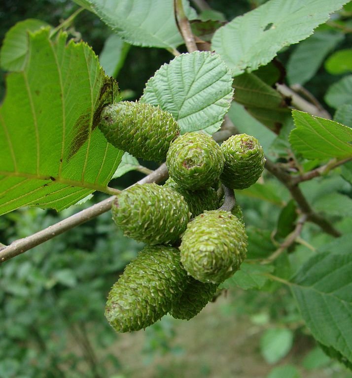 Onde plantar Amieiro cinzento (Alnus incana)_2