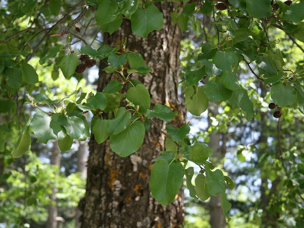 Amieiro-de-Nápoles (Alnus cordata)