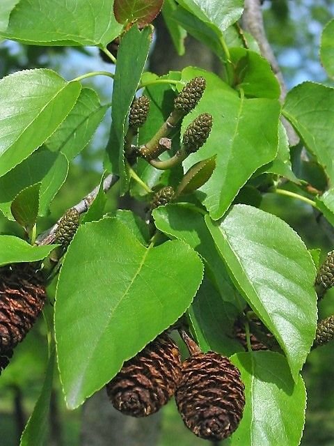Como plantar Amieiro-de-Nápoles (Alnus cordata)_1