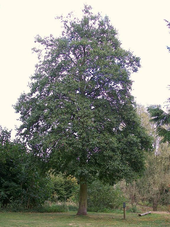 Onde plantar Amieiro-de-Nápoles (Alnus cordata)_2