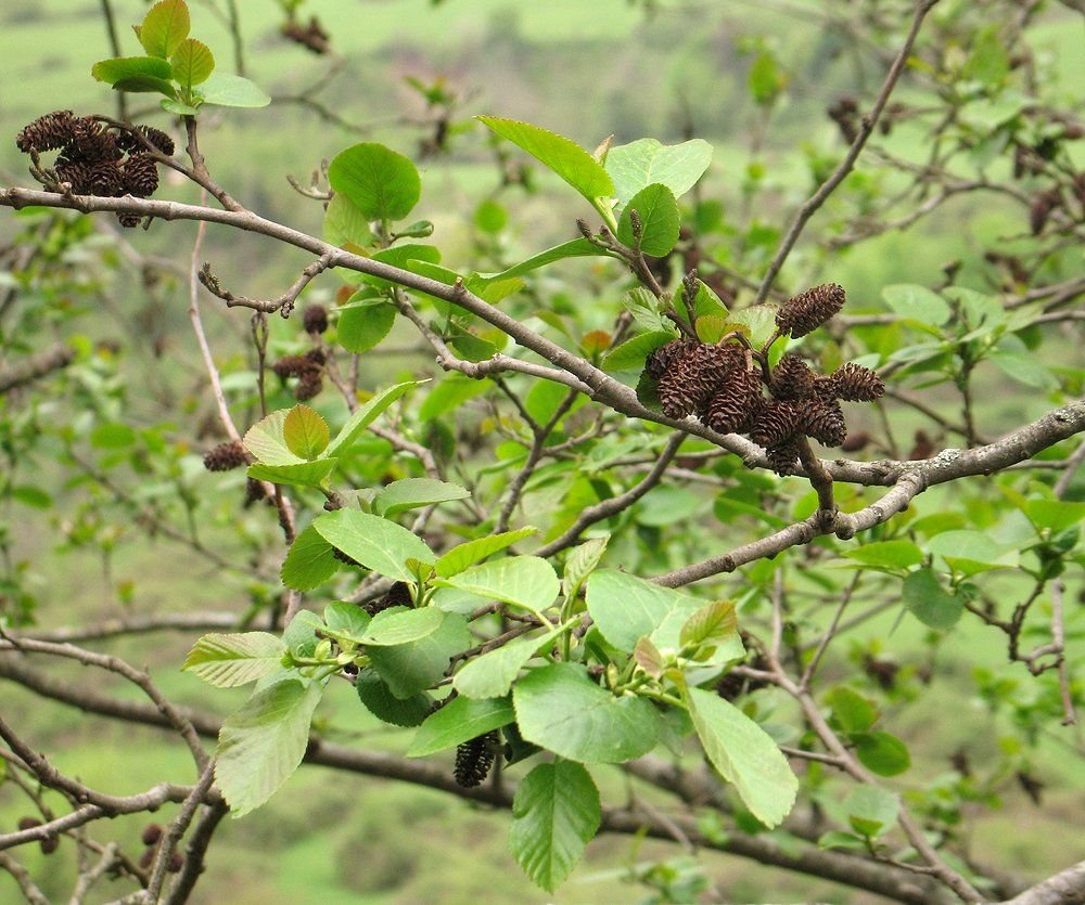 Amieiro-do-cáucaso (Alnus subcordata)