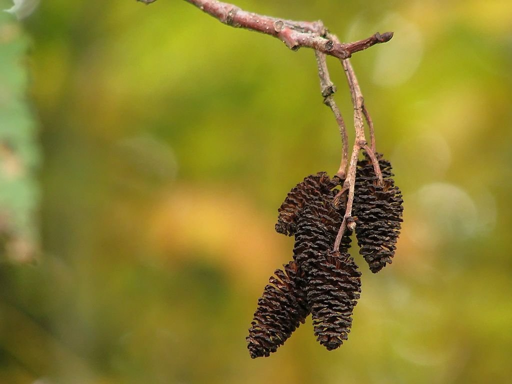 Amieiro vermelho (Alnus rubra)