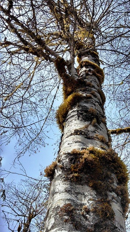 Como plantar Amieiro vermelho (Alnus rubra)_1
