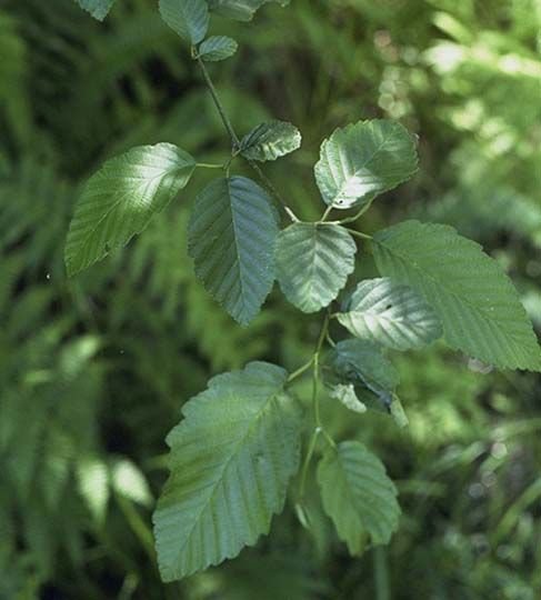 Onde plantar Amieiro vermelho (Alnus rubra)_2