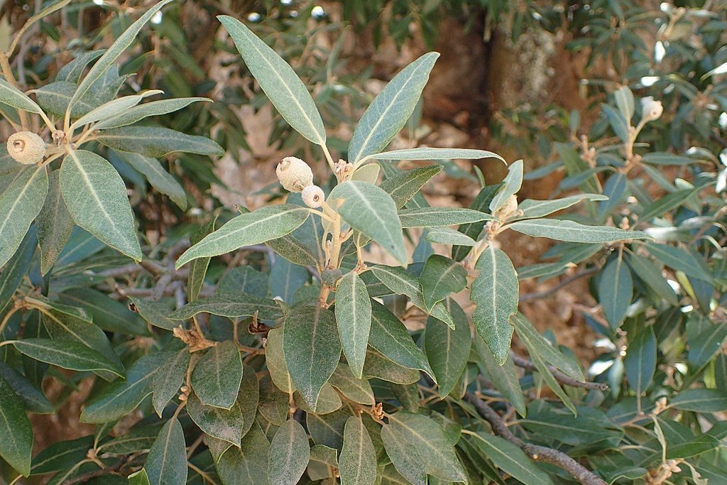 Azinheira (Quercus ilex)