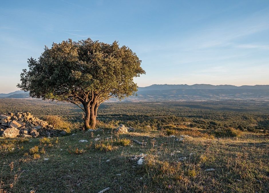 Como plantar Azinheira (Quercus ilex)_1