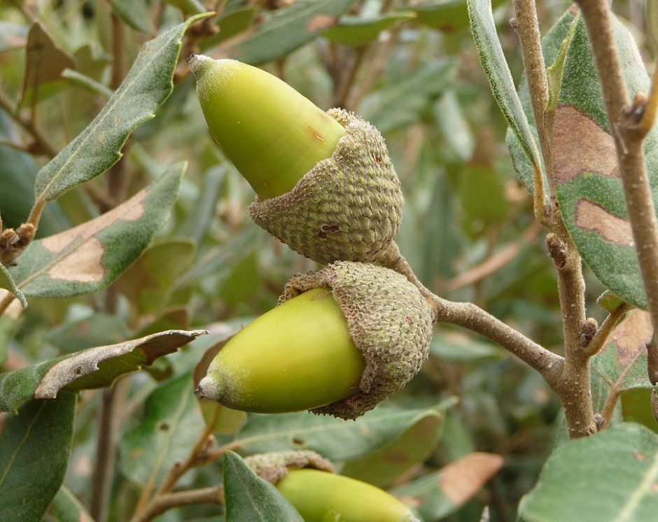 Onde plantar Azinheira (Quercus ilex)_2