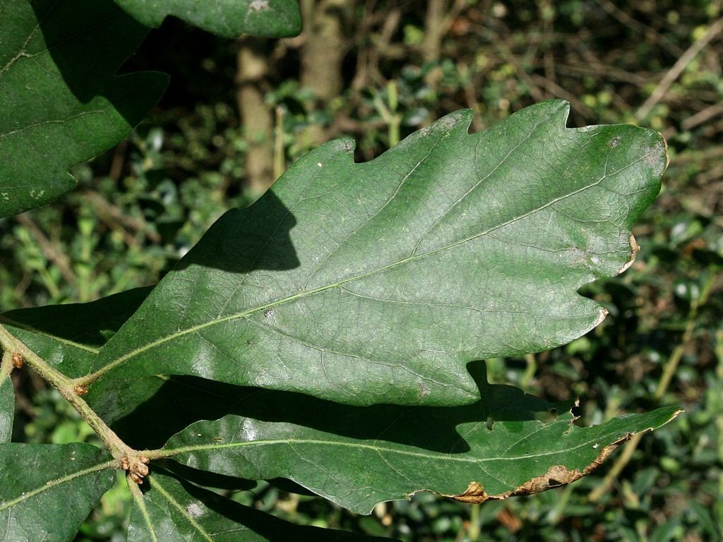 Carvalho 'Pseudoturneri' (Quercus × turneri 'Pseudoturneri')