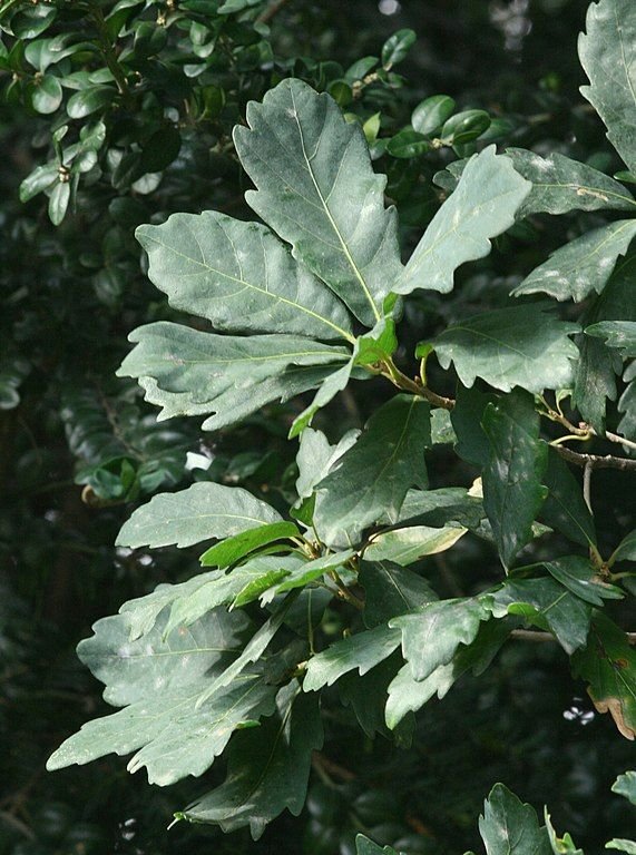 Onde plantar Carvalho 'Pseudoturneri' (Quercus × turneri 'Pseudoturneri')_2