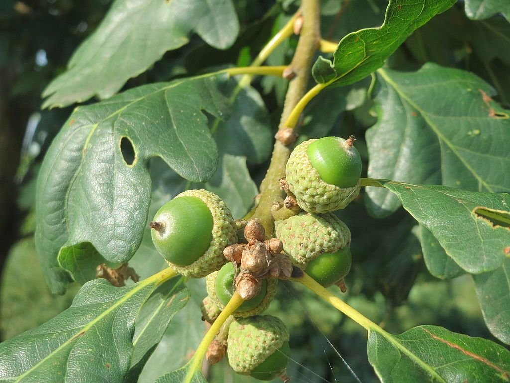 Carvalho-alvar (Quercus petraea)