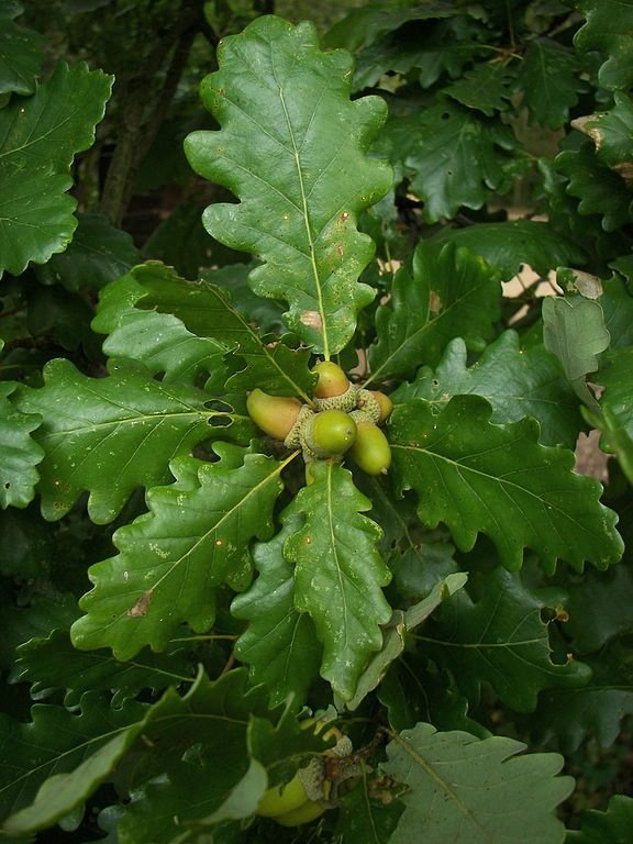 Onde plantar Carvalho-alvar (Quercus petraea)_2