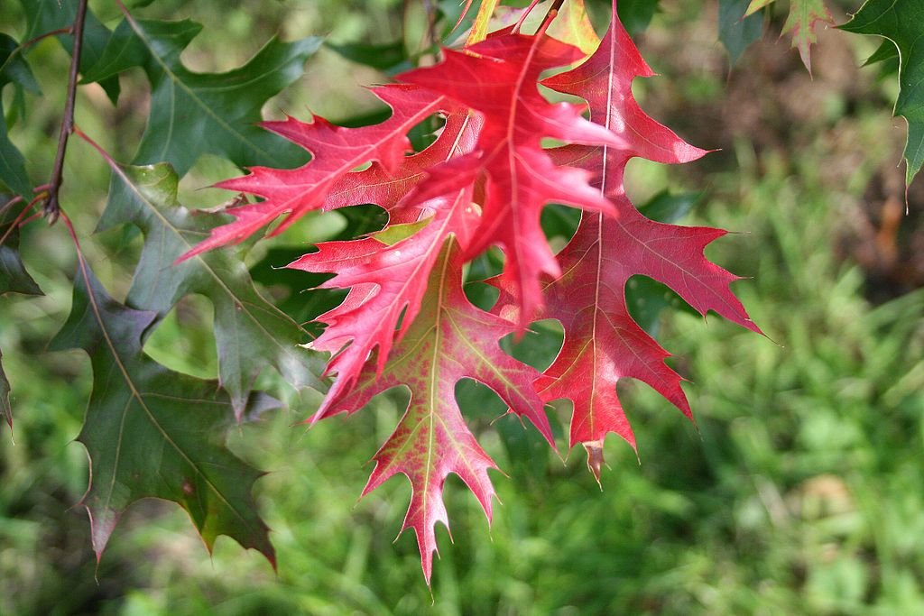 Carvalho-americano (Quercus coccinea)