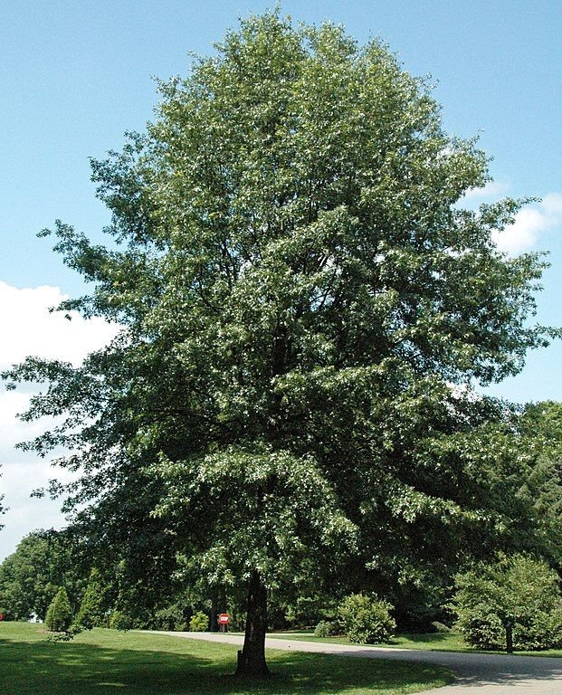 Como plantar Carvalho-americano (Quercus coccinea)_1