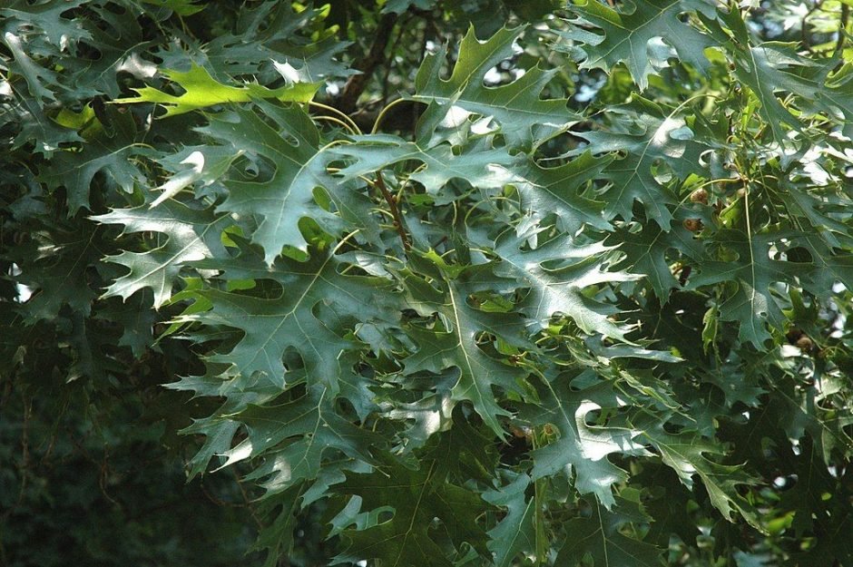 Onde plantar Carvalho-americano (Quercus coccinea)_2