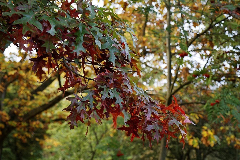 Carvalho-americano 'Splendens' (Quercus coccinea 'Splendens')