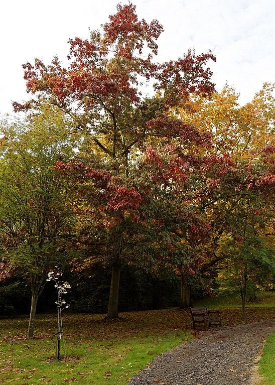 Como plantar Carvalho-americano 'Splendens' (Quercus coccinea 'Splendens')_1