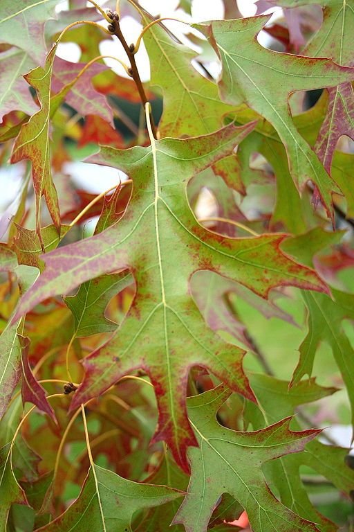 Onde plantar Carvalho-americano 'Splendens' (Quercus coccinea 'Splendens')_2