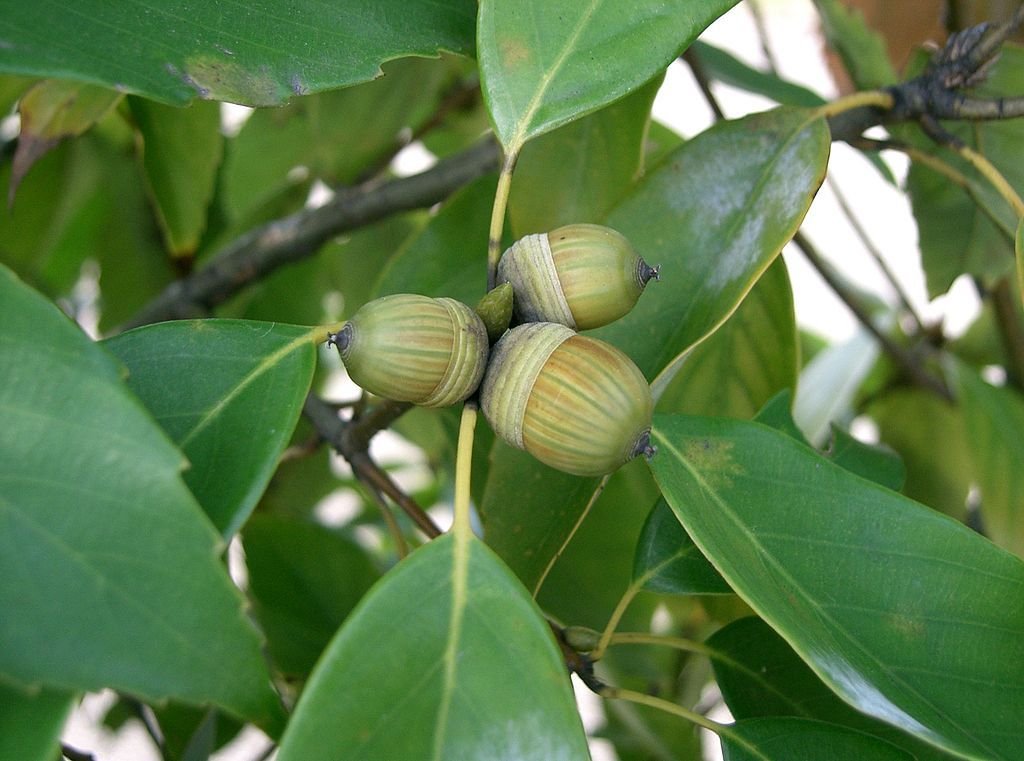 Carvalho-azul-japonês (Quercus glauca)