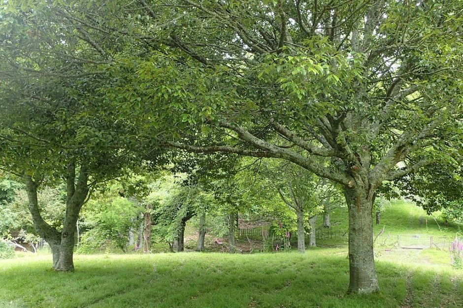 Como plantar Carvalho-azul-japonês (Quercus glauca)_1