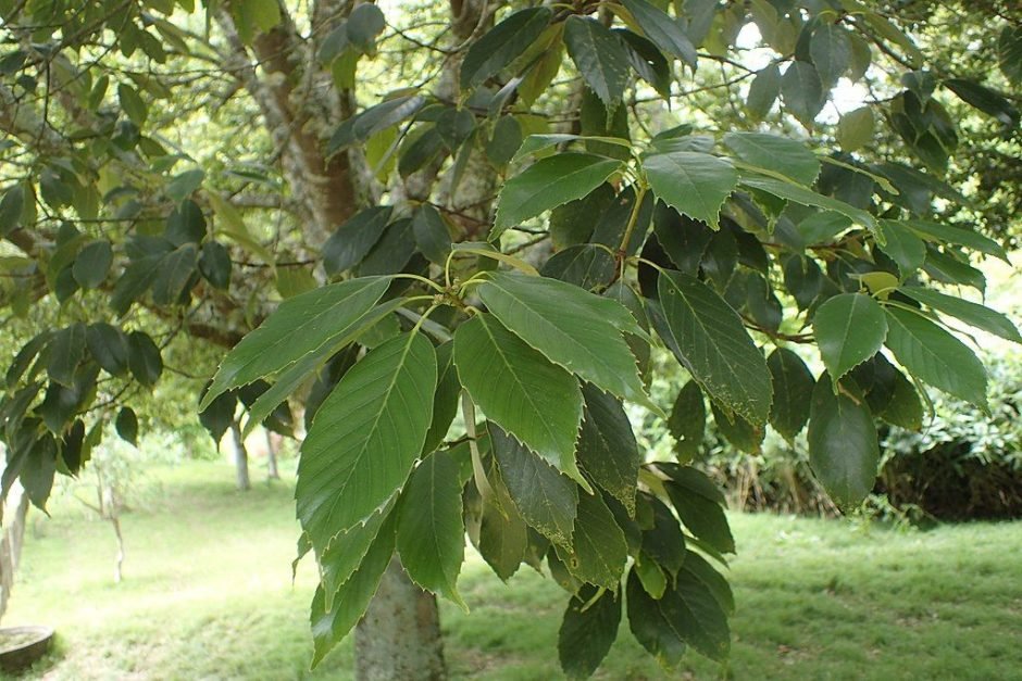 Onde plantar Carvalho-azul-japonês (Quercus glauca)_2