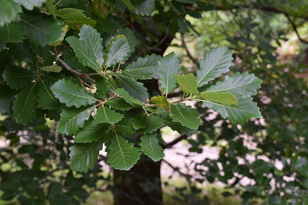 Carvalho-da-Argélia (Quercus canariensis)