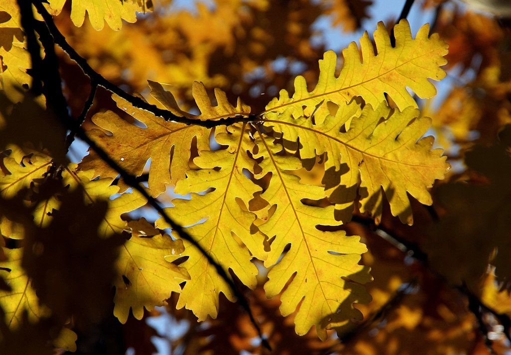 Carvalho-da-Hungria (Quercus frainetto)