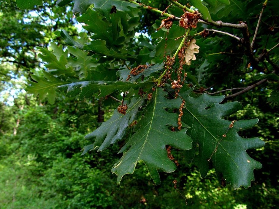 Onde plantar Carvalho-da-Hungria (Quercus frainetto)_2