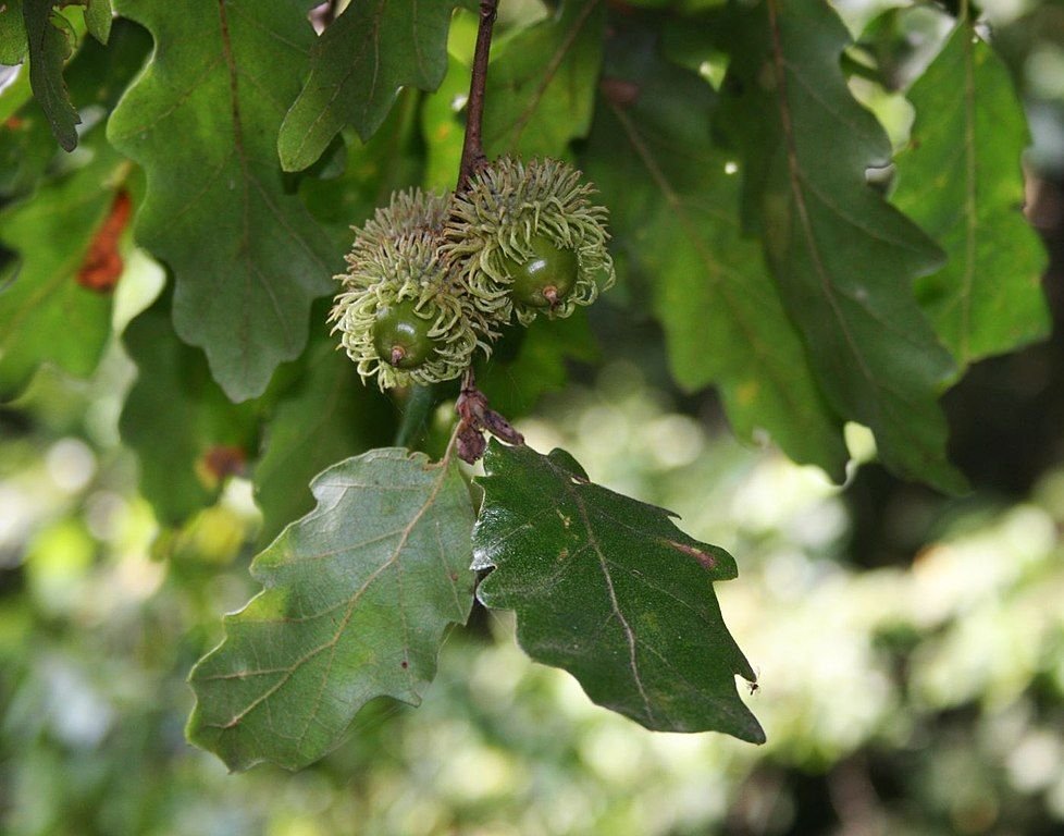 Carvalho-da-Turquia (Quercus cerris)