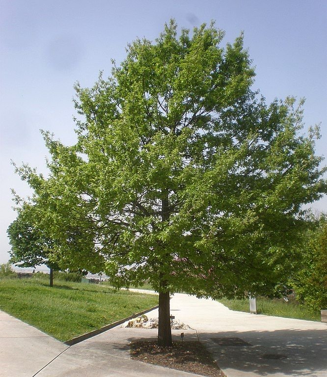 Como plantar Carvalho-da-Turquia (Quercus cerris)_1