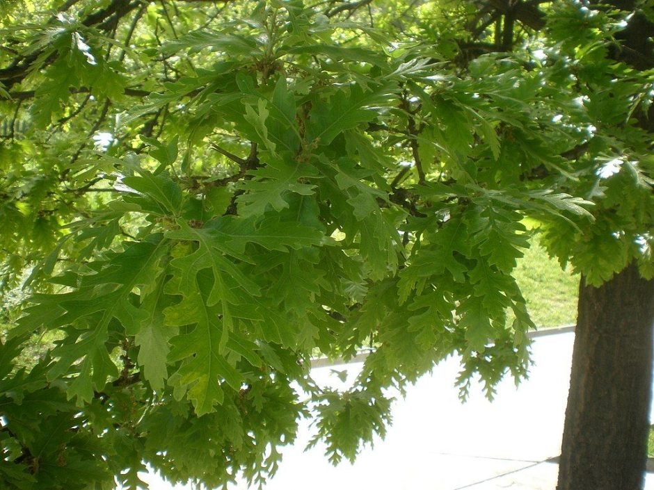 Onde plantar Carvalho-da-Turquia (Quercus cerris)_2
