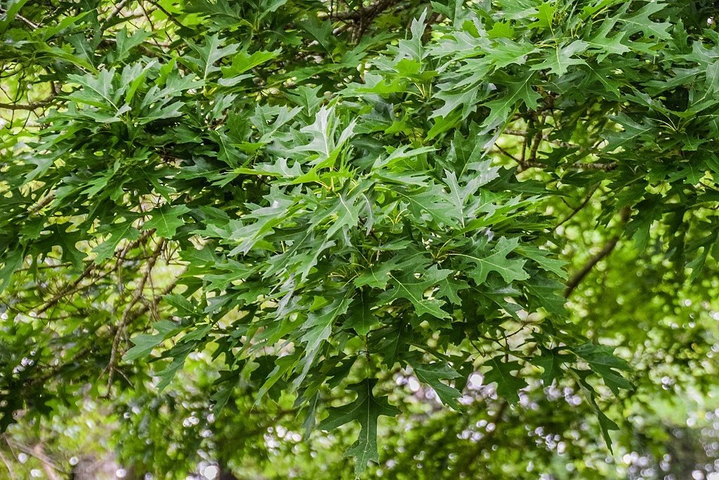 Carvalho de Shumard (Quercus shumardii)