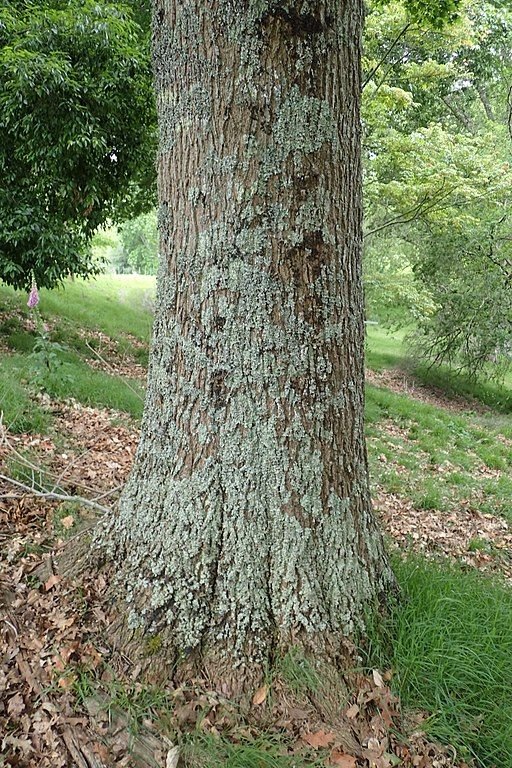 Como plantar Carvalho de Shumard (Quercus shumardii)_1