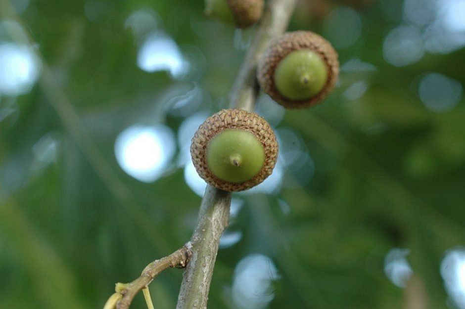 Onde plantar Carvalho de Shumard (Quercus shumardii)_2