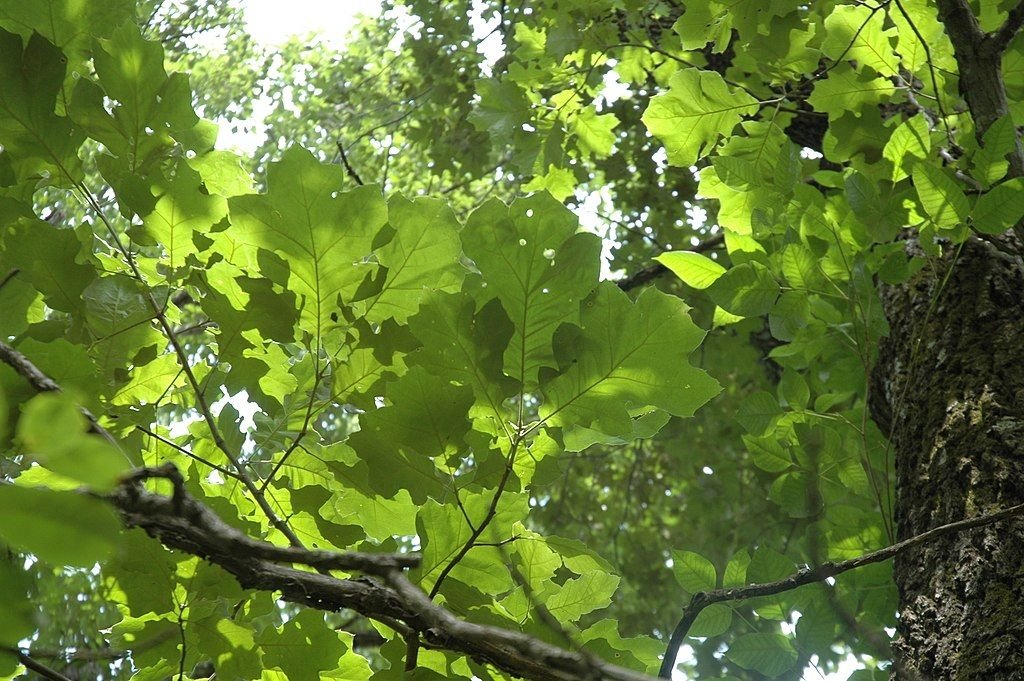 Carvalho-negro (Quercus velutina)