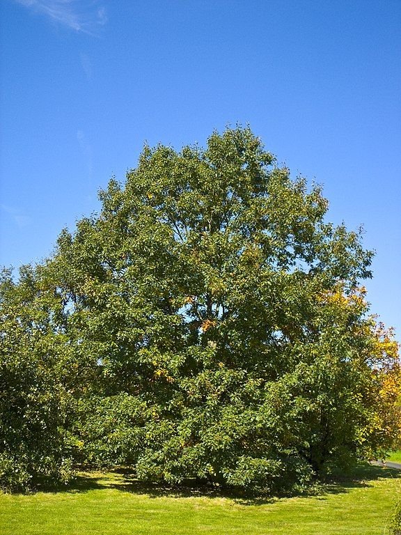 Como plantar Carvalho-negro (Quercus velutina)_1