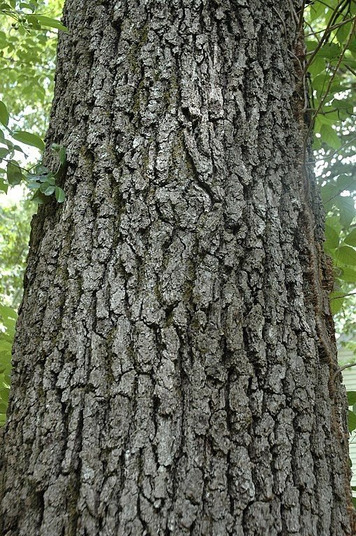 Onde plantar Carvalho-negro (Quercus velutina)_2