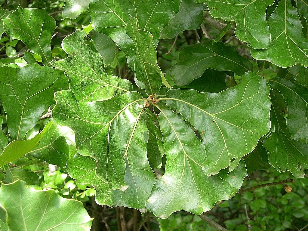 Carvalho-preto (Quercus marilandica)