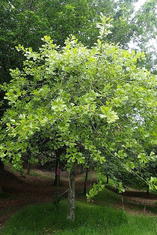Como plantar Carvalho-preto (Quercus marilandica)_1