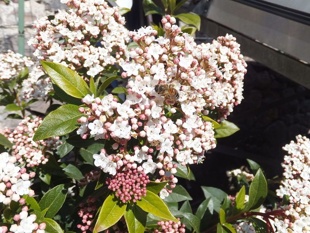 Folhado (Viburnum tinus)