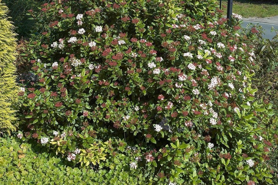 Como plantar Folhado (Viburnum tinus)_1