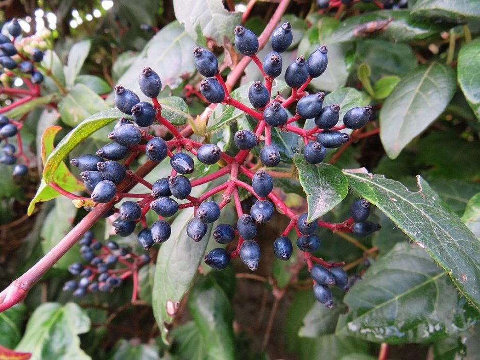 Onde plantar Folhado (Viburnum tinus)_2