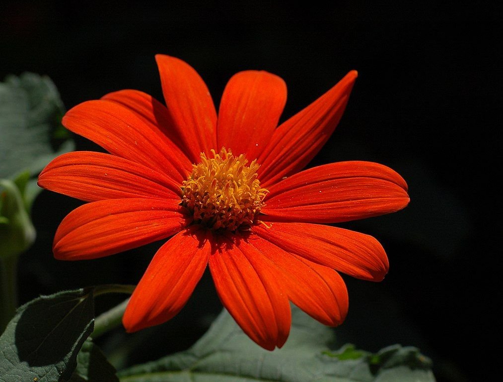 Girassol-mexicano 'Torch' (Tithonia rotundifolia 'Torch')