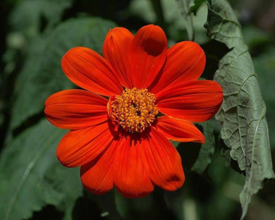 Onde plantar Girassol-mexicano 'Torch' (Tithonia rotundifolia 'Torch')_2