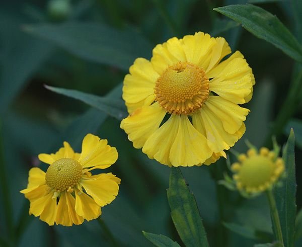 Helénio 'Butterpat' (Helenium 'Butterpat')