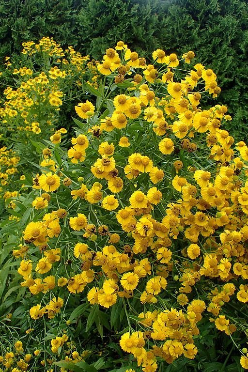 Como plantar Helénio 'Butterpat' (Helenium 'Butterpat')_1