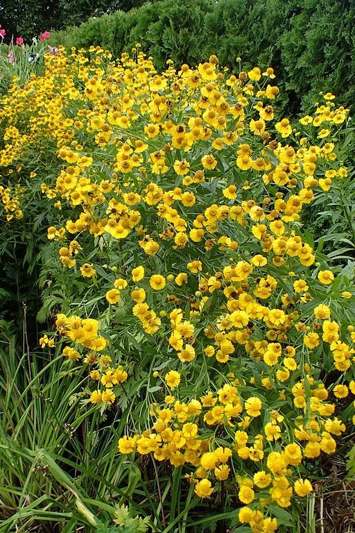 Onde plantar Helénio 'Butterpat' (Helenium 'Butterpat')_2